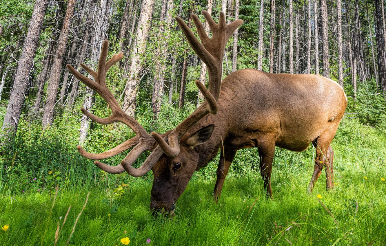 Photo wallpaper forest, grass, trees, nature, glade, deer, view, grazing