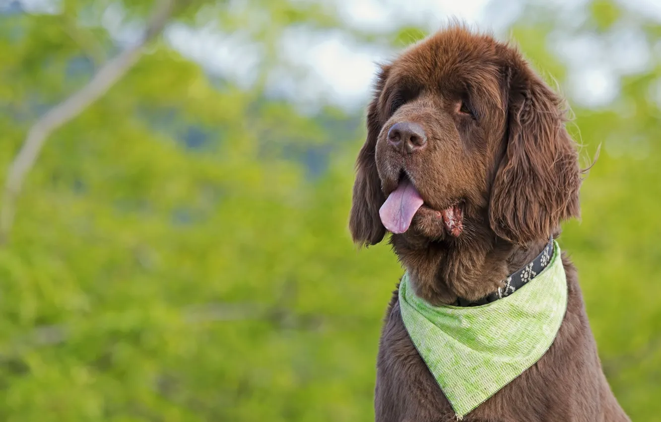 Photo wallpaper language, solitaire, dog