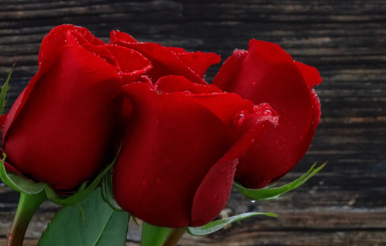 Photo wallpaper red, rose, romantic, soft, plant, petals, roses, romance