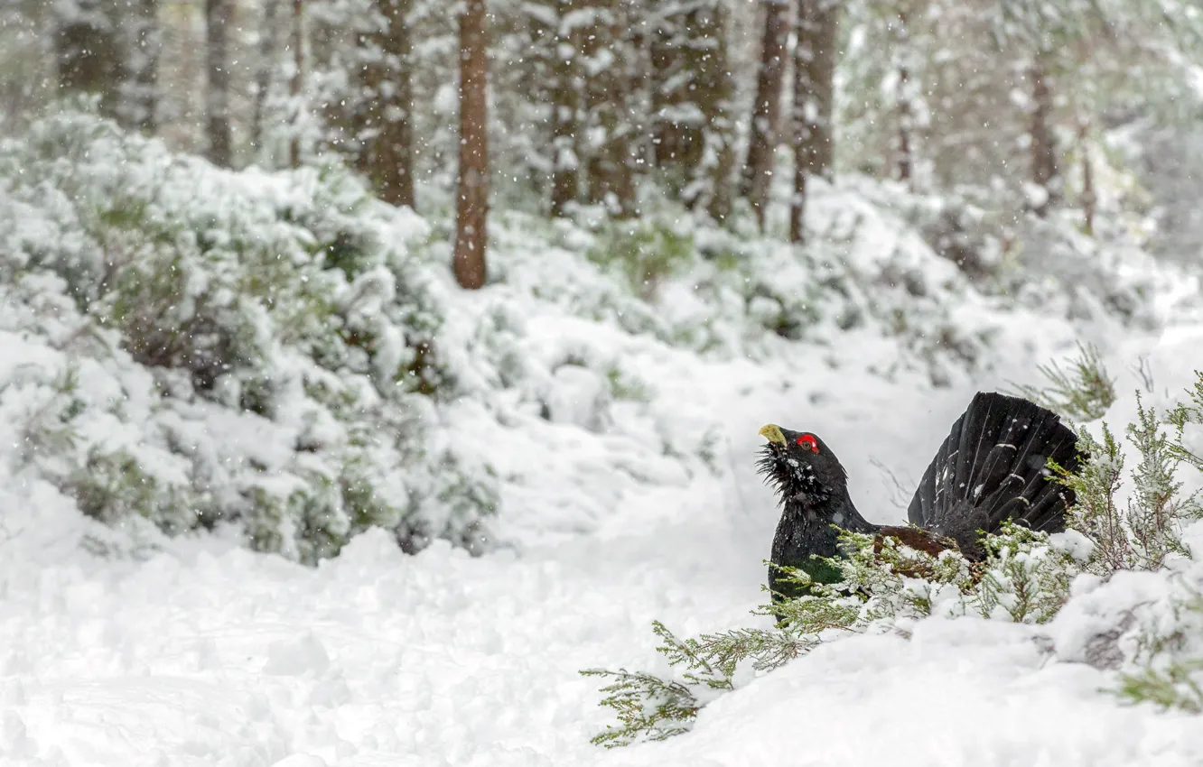 Photo wallpaper snow, bird, grouse