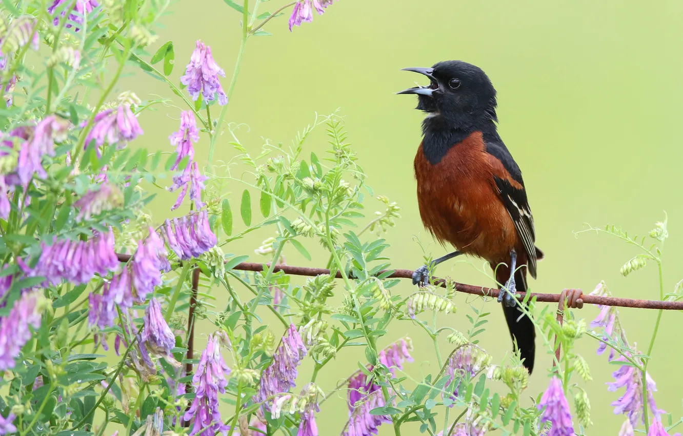 Photo wallpaper flowers, bird, flowering, bokeh