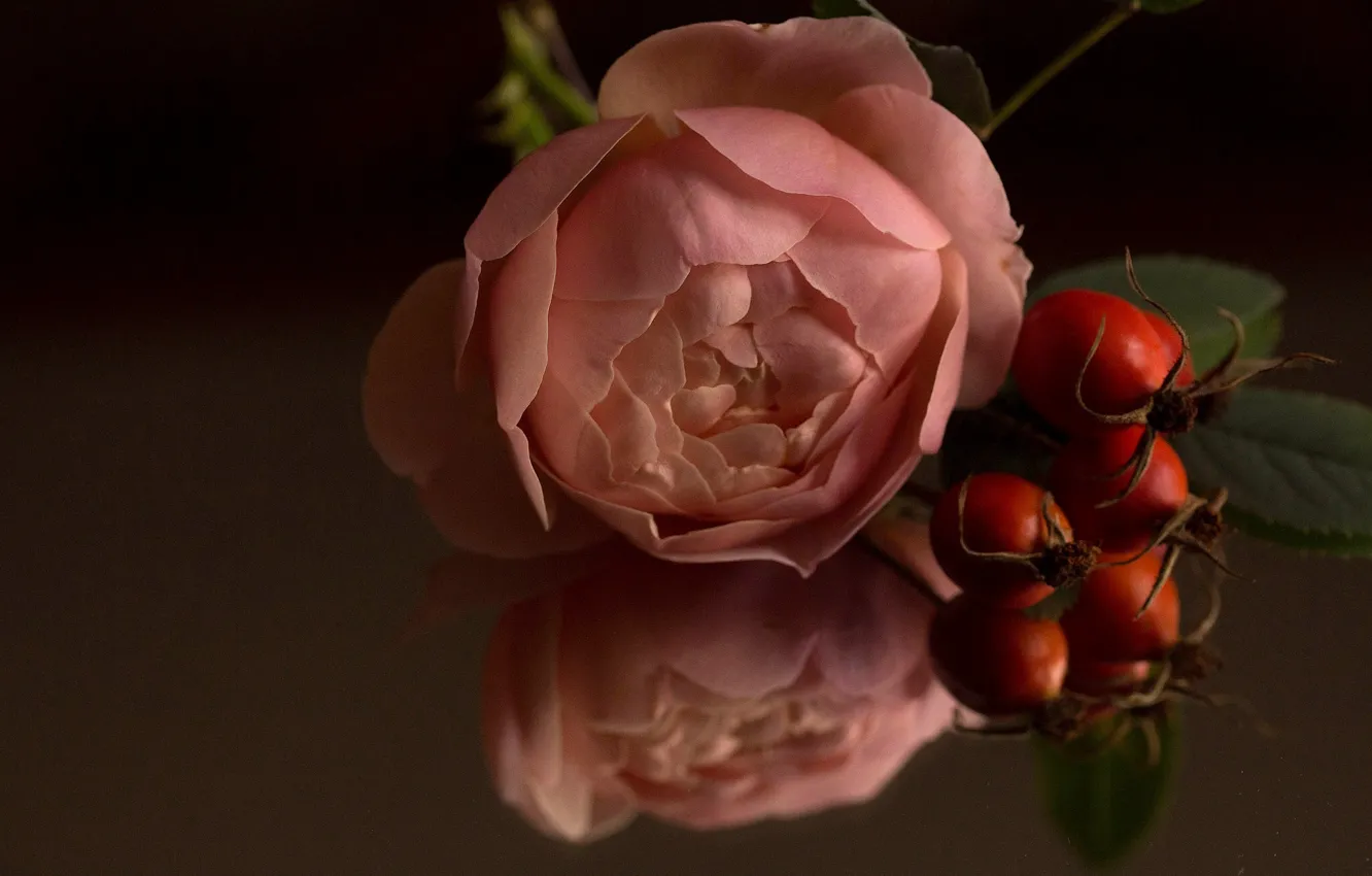 Photo wallpaper macro, reflection, roses, briar, buds, rose hips