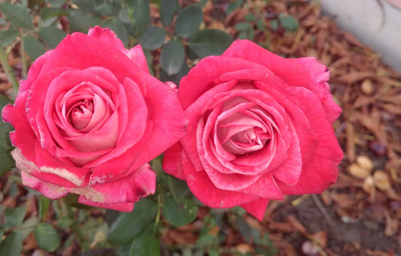 Photo wallpaper roses, pair, red, Meduzanol ©