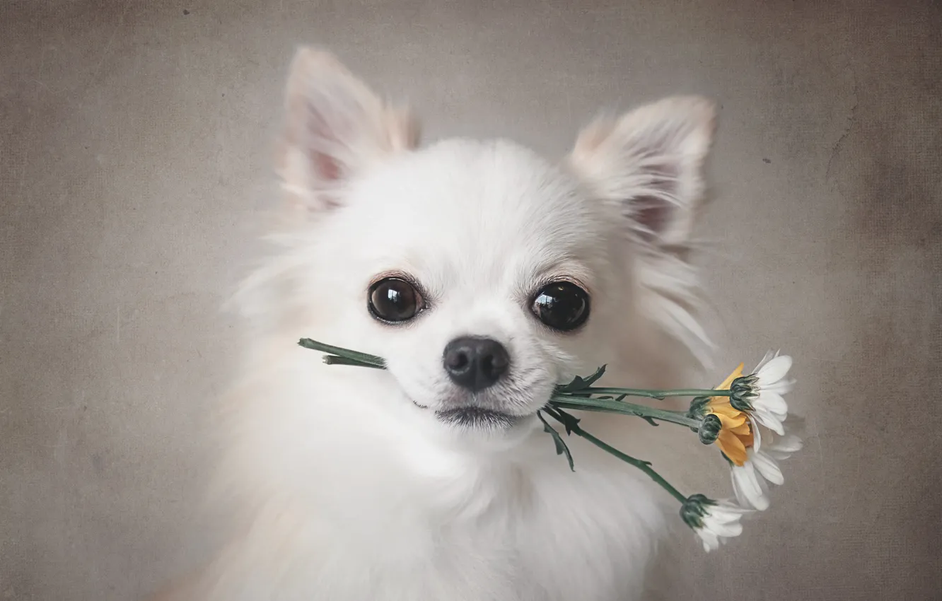 Photo wallpaper flowers, each, dog