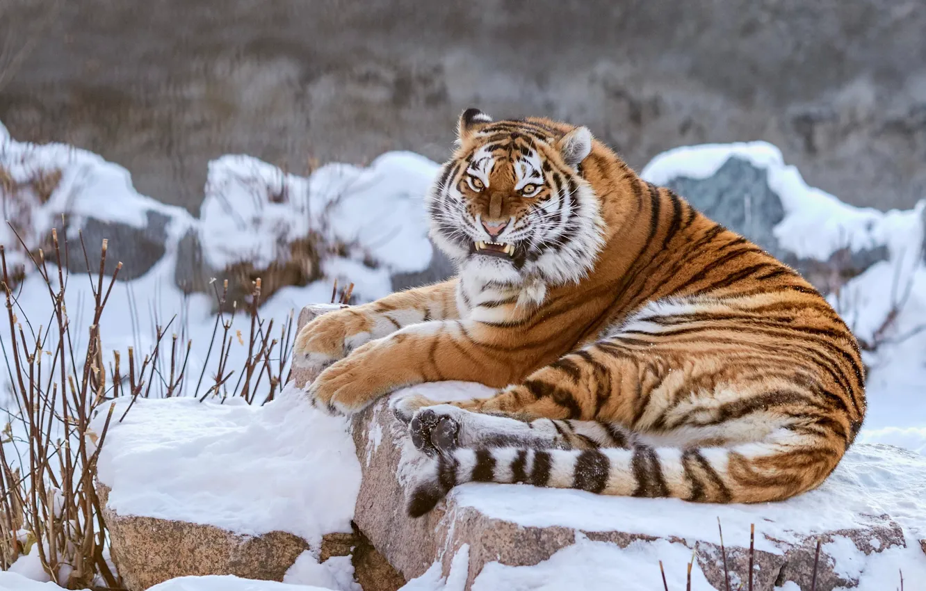 Photo wallpaper winter, look, face, snow, branches, nature, tiger, pose