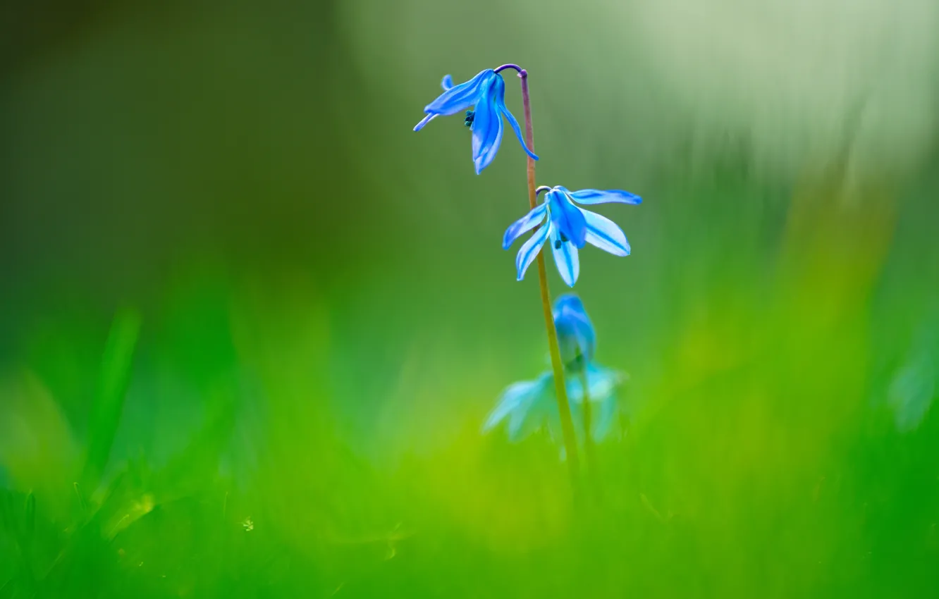 Photo wallpaper greens, grass, flowers, background, blue, glade, blur, Scilla