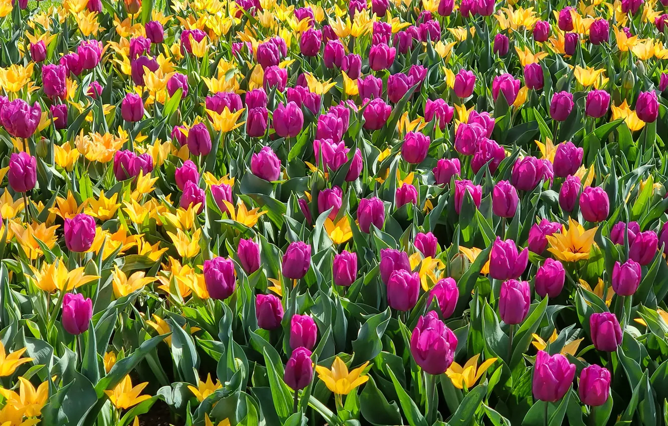 Photo wallpaper flowers, yellow, spring, tulips, pink, flowerbed, a lot