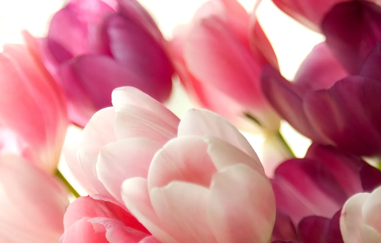 Photo wallpaper flowers, Tulips, gentle, pink