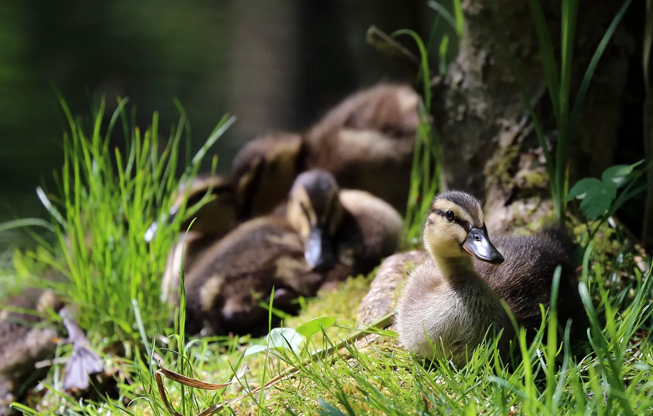 Photo wallpaper grass, duck, duck, Chicks, bokeh