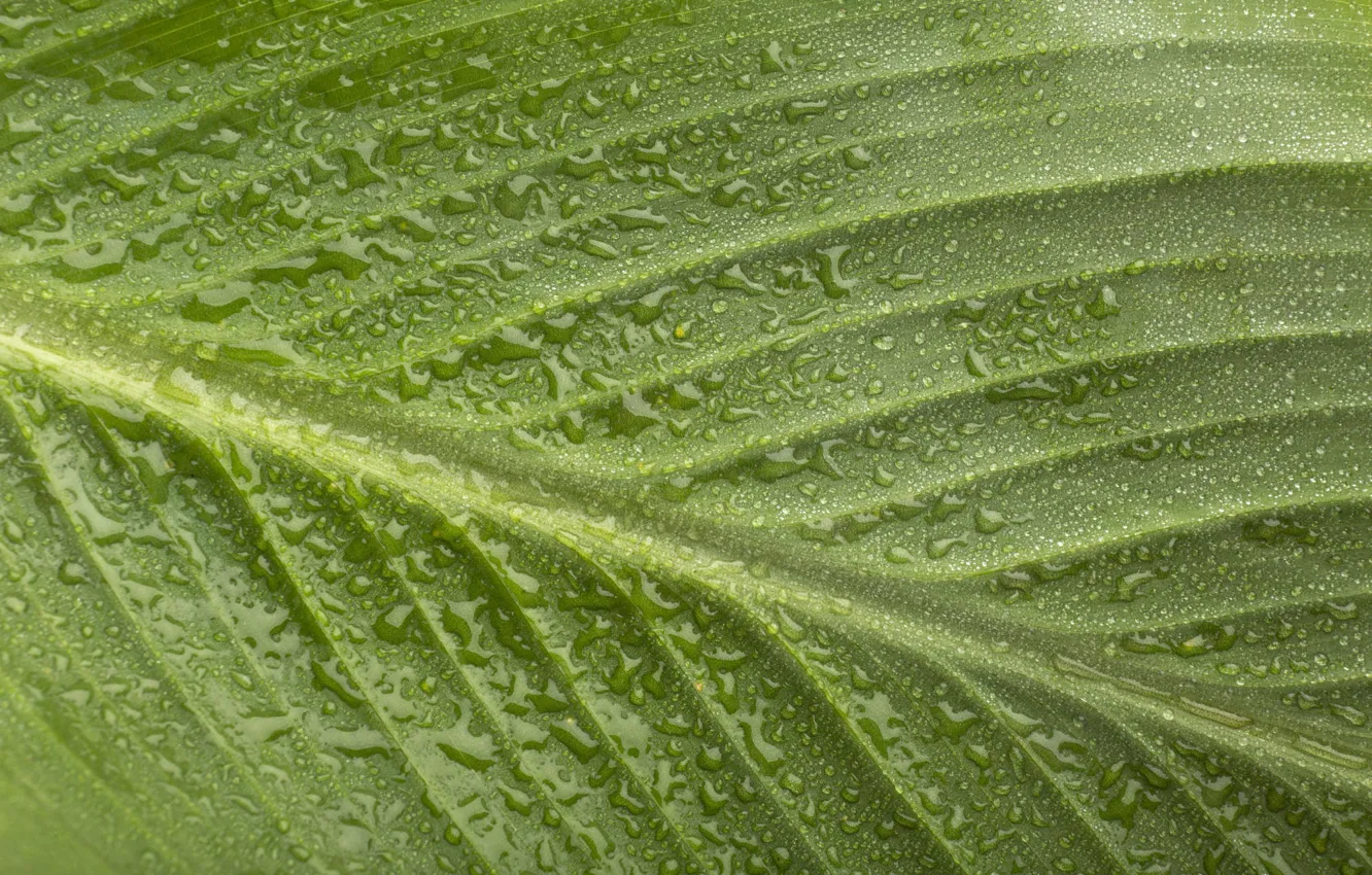 Photo wallpaper leaves, water, drops, macro, green, Rosa, background, leaf