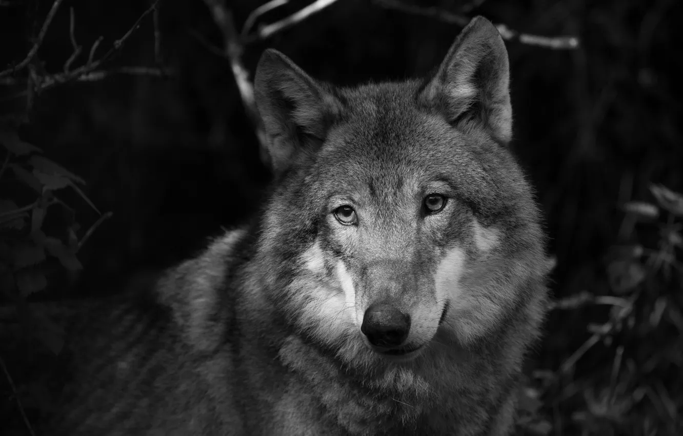Photo wallpaper look, face, grey, wolf, portrait, black and white, monochrome