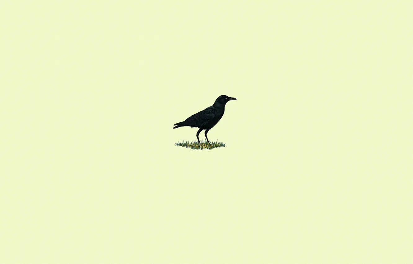 Photo wallpaper grass, bird, black, minimalism, Raven, light background