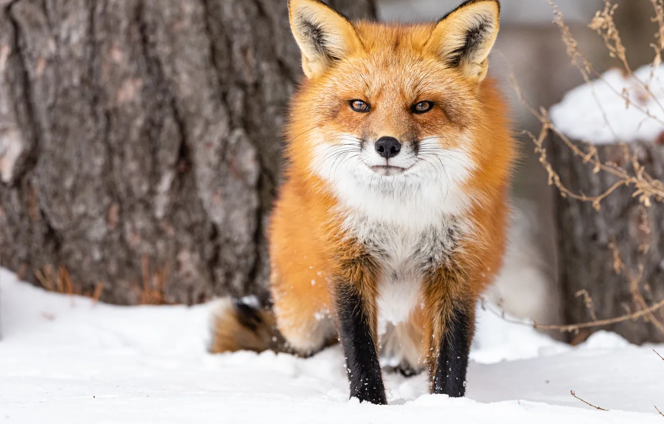 Photo wallpaper winter, look, snow, trees, branches, nature, Fox, the snow