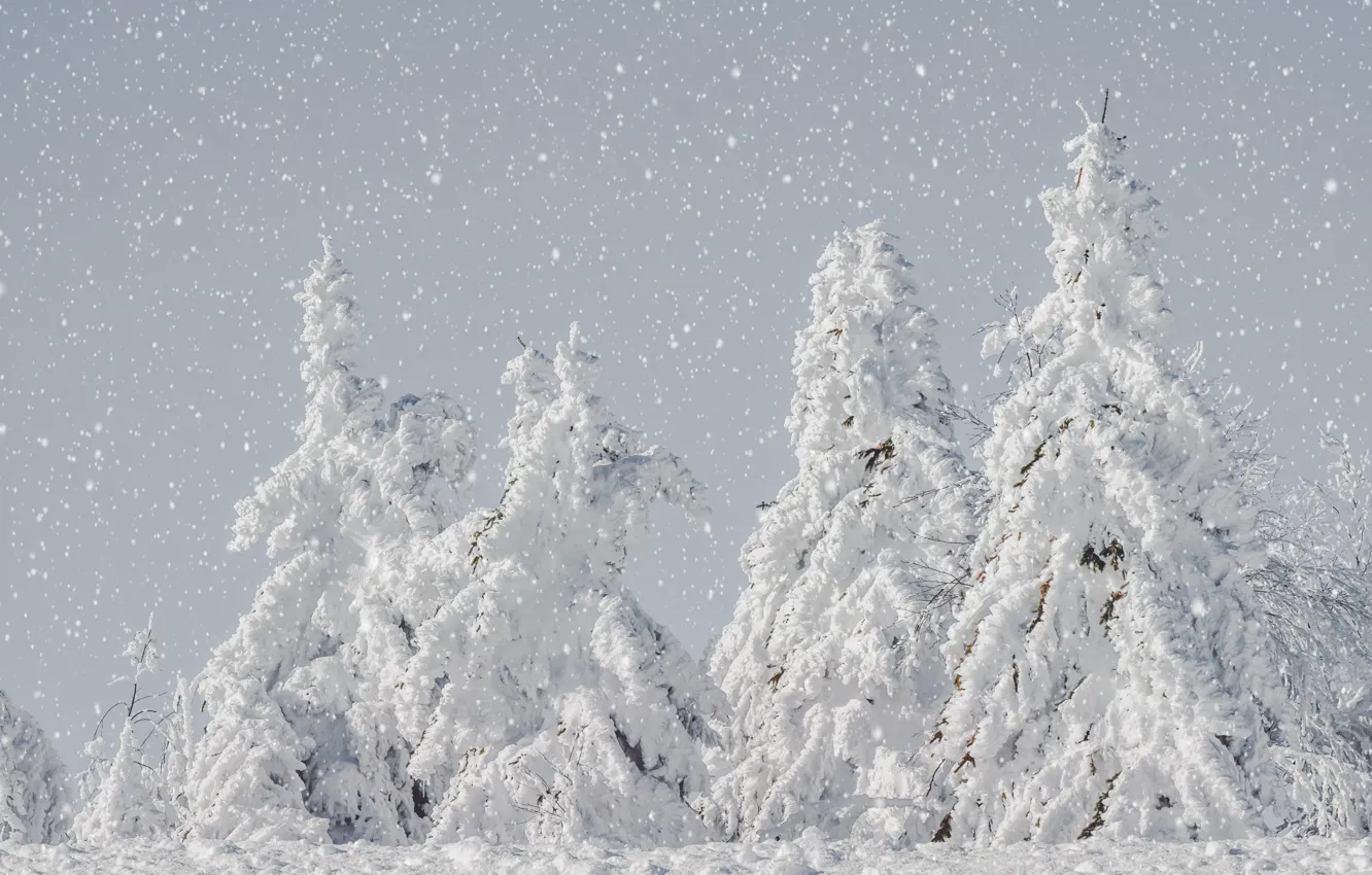 Photo wallpaper winter, forest, snow, ate, light background, snowfall