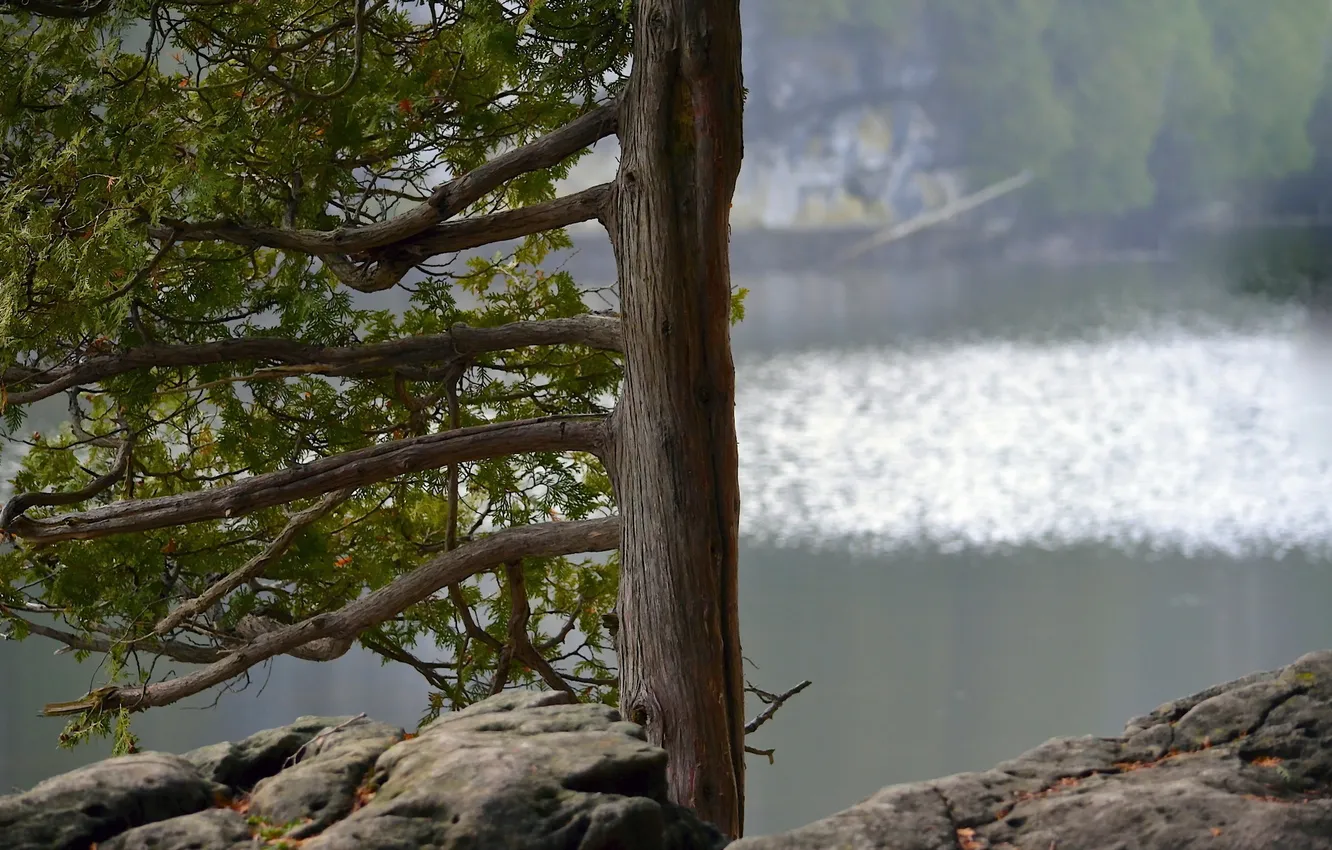 Photo wallpaper trees, nature, river