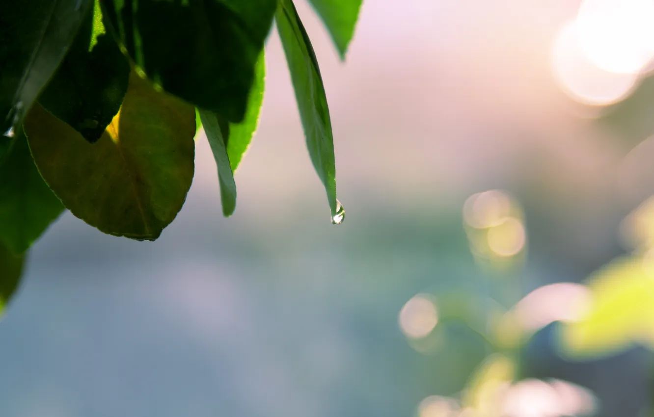 Photo wallpaper leaves, drops, spring
