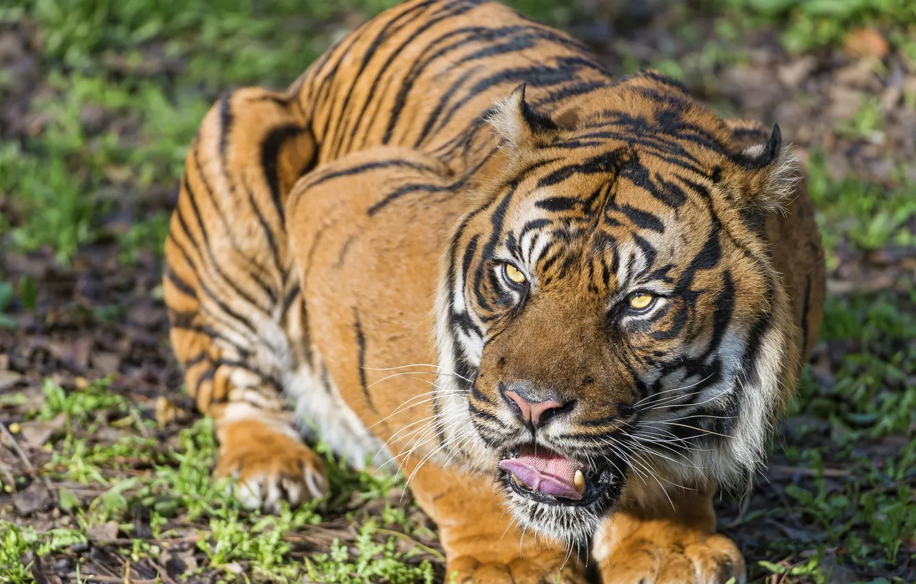 Photo wallpaper cat, look, tiger, ©Tambako The Jaguar, Sumatran