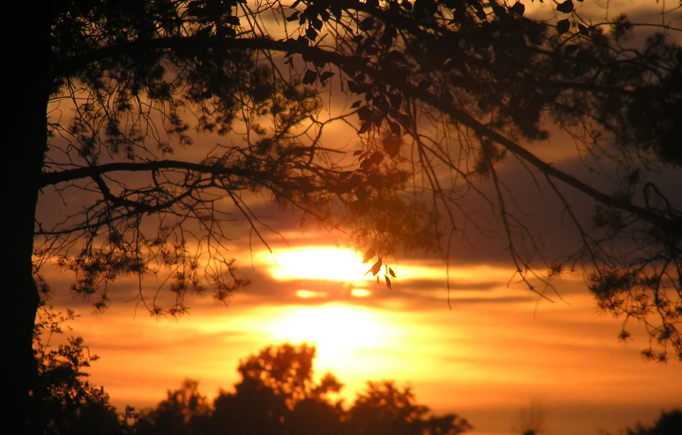 Photo wallpaper the sun, trees, sunset, foliage, shadow