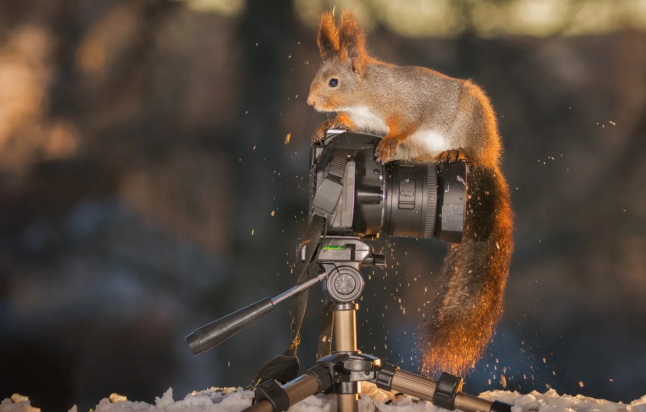 Photo wallpaper nature, protein, the camera, red, the camera