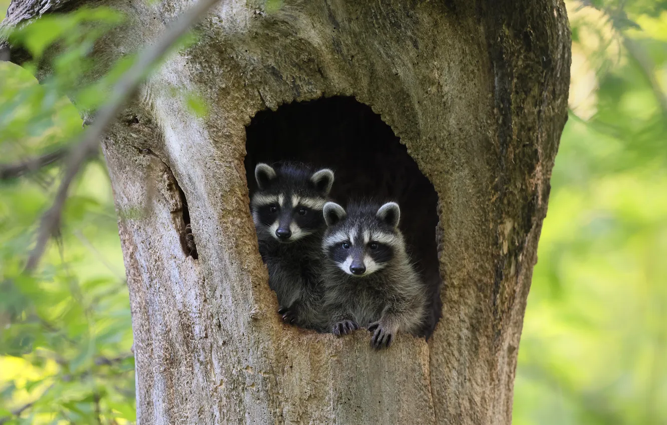 Photo wallpaper trees, raccoon, face, a couple, the hollow, two raccoons