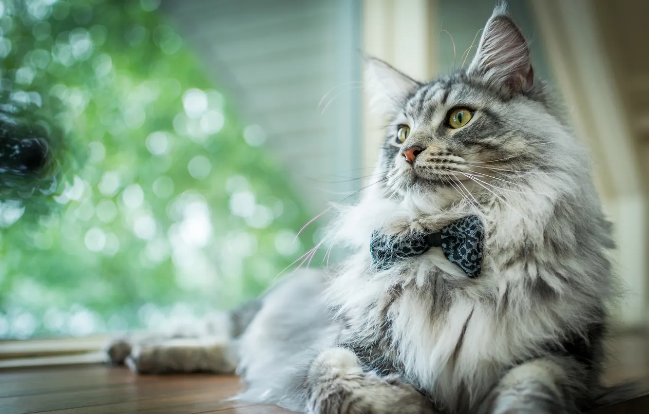 Photo wallpaper cat, cat, look, pose, grey, fluffy, window, lies