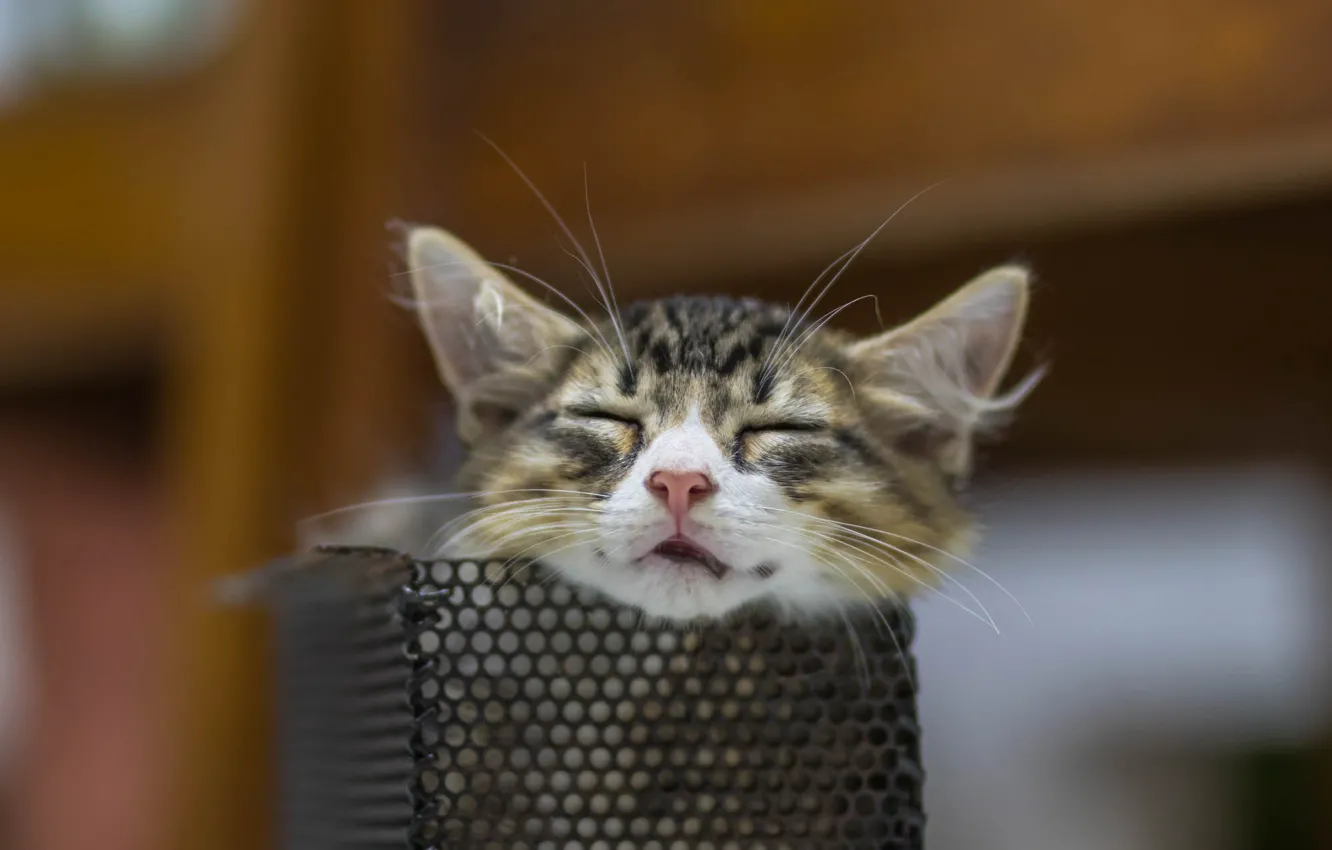 Photo wallpaper cat, cat, sleep, muzzle, kitty, sleep
