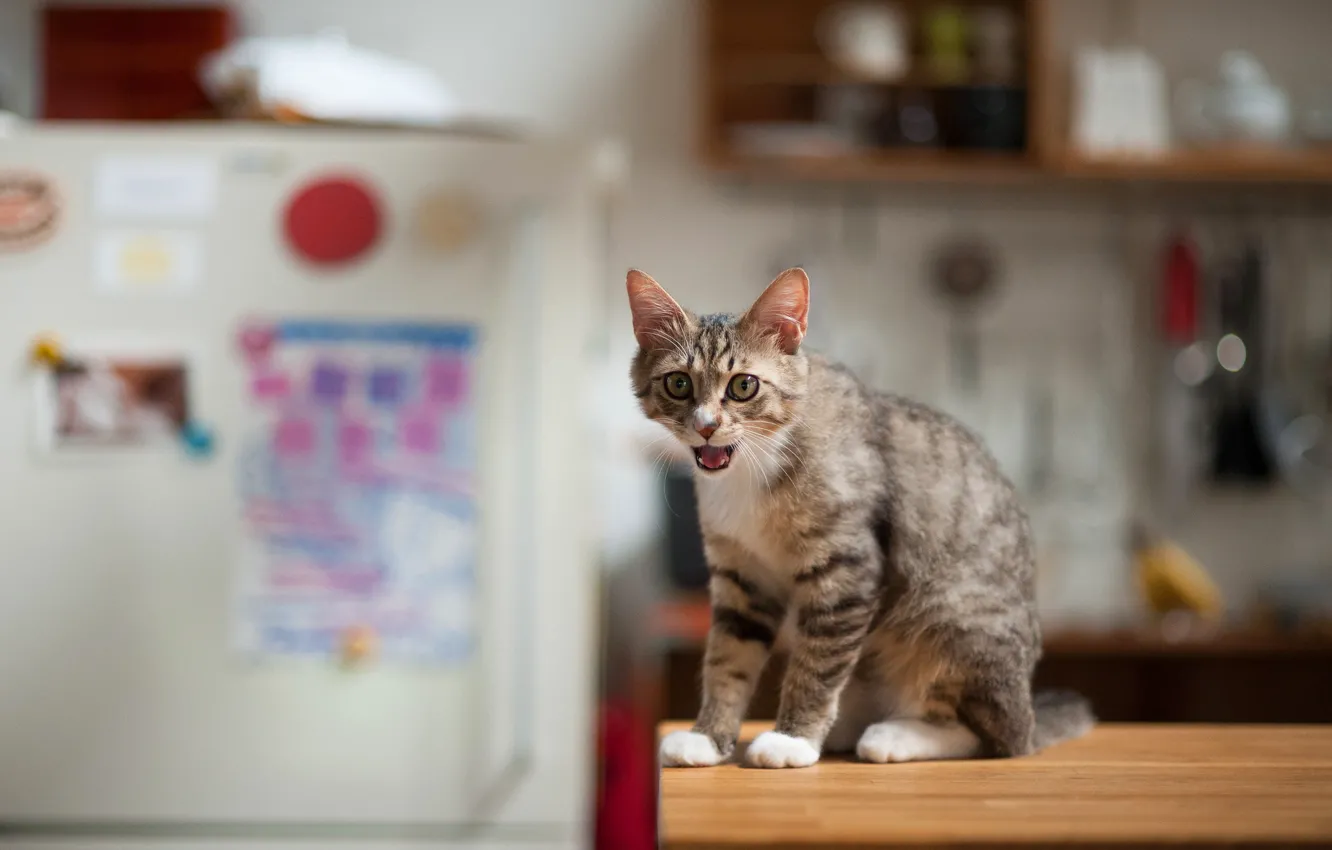 Photo wallpaper cat, cat, refrigerator, kitchen, asks for food