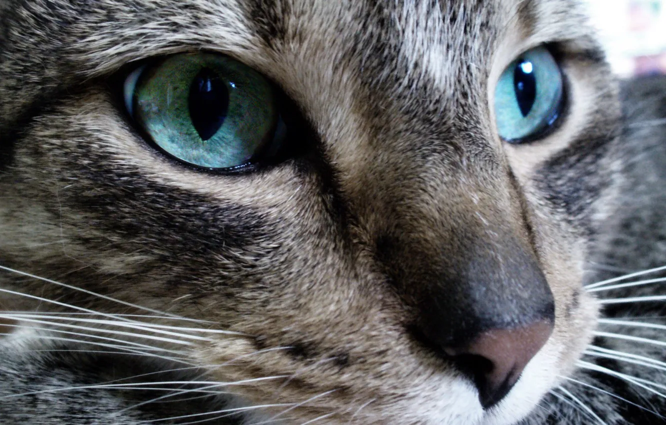 Photo wallpaper eyes, look, Cat
