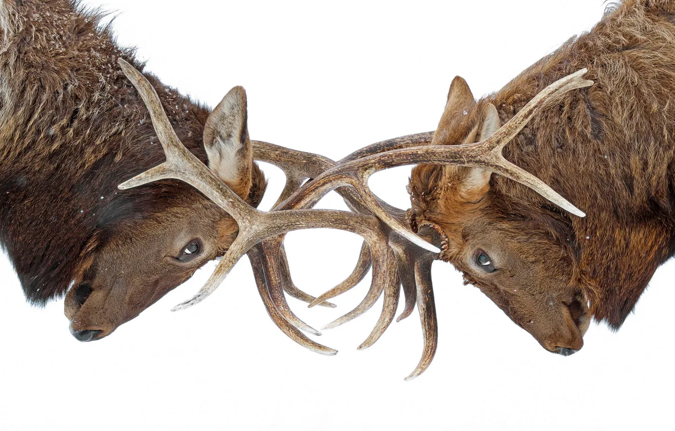 Photo wallpaper horns, fight, moose