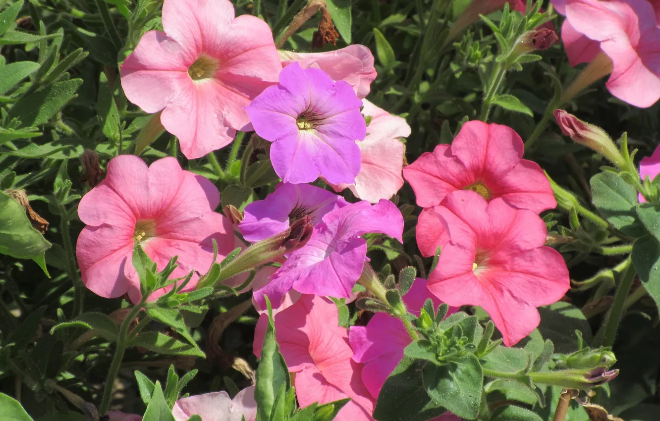 Photo wallpaper flowers, Petunia, spring 2018, Meduzanol ©