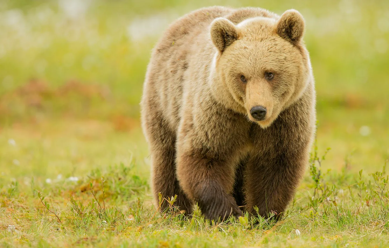 Photo wallpaper field, look, bear