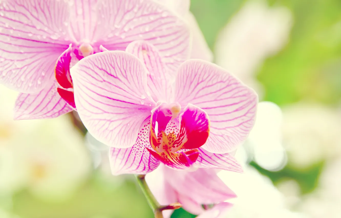 Photo wallpaper macro, flowers, Orchid, orchid, Phalaenopsis, phalaenopsis