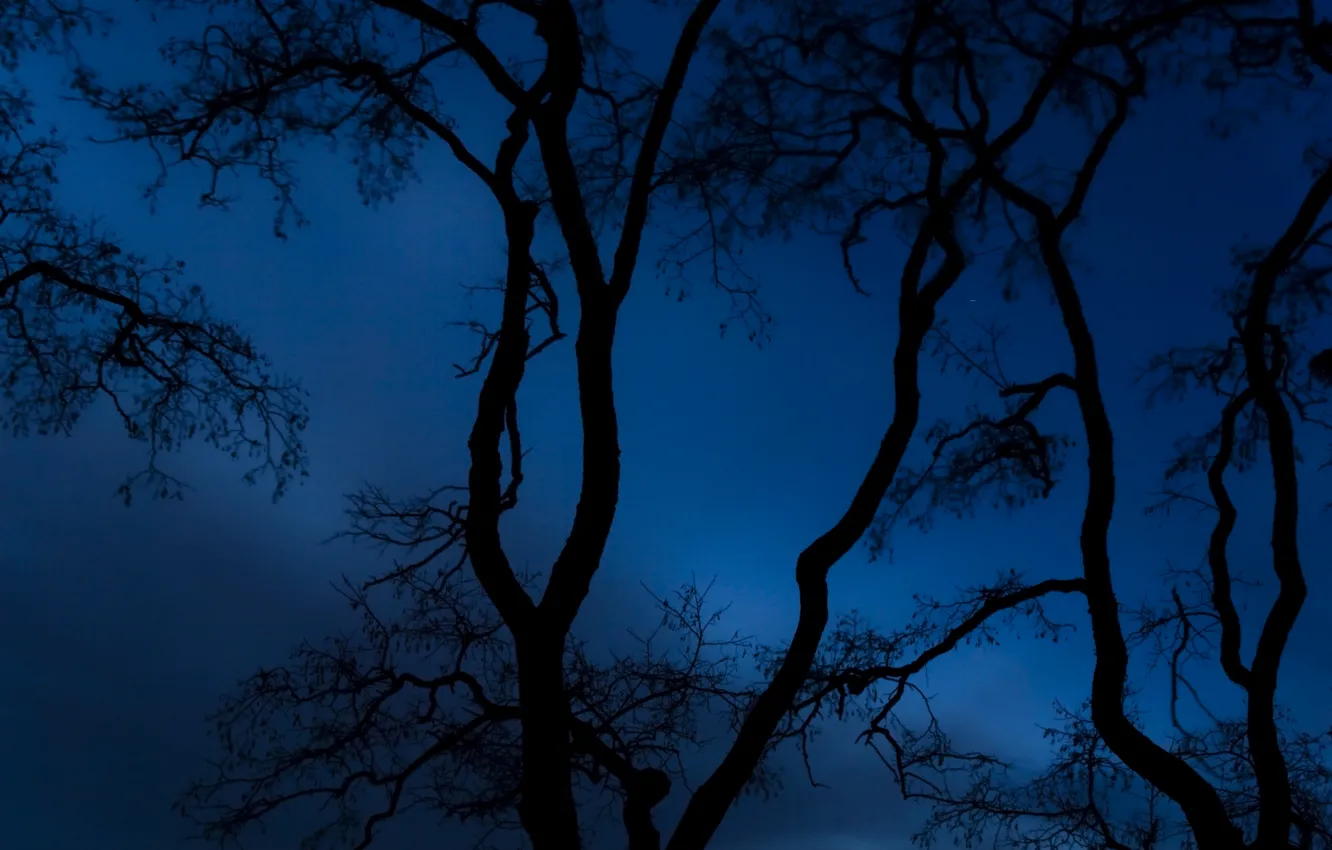 Photo wallpaper the sky, trees, night, branches, nature