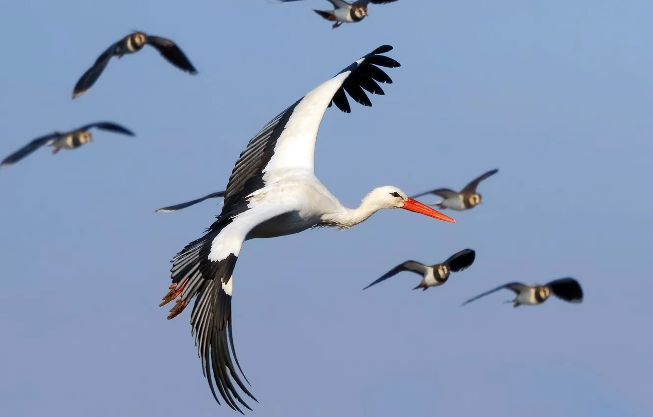 Photo wallpaper flight, bird, stork