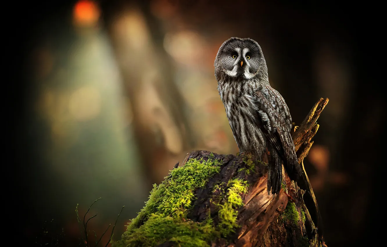 Photo wallpaper the dark background, grey, owl, bird, moss, stump, bokeh, owl