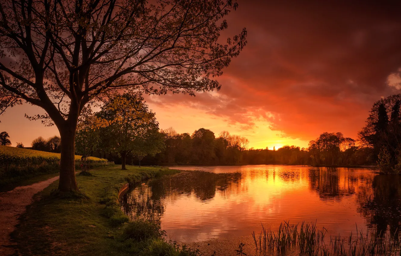 Photo wallpaper trees, river, glow, path