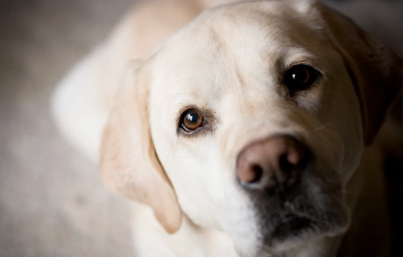 Photo wallpaper eyes, dog, nose, muzzle, Labrador, Golden, Retriever