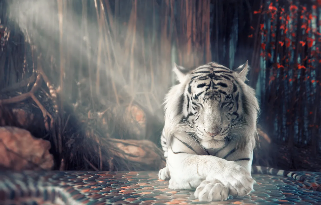Photo wallpaper white, tiger, stay