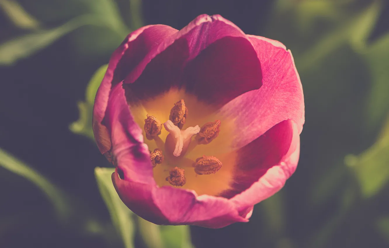 Photo wallpaper macro, stamens, tulips, buds