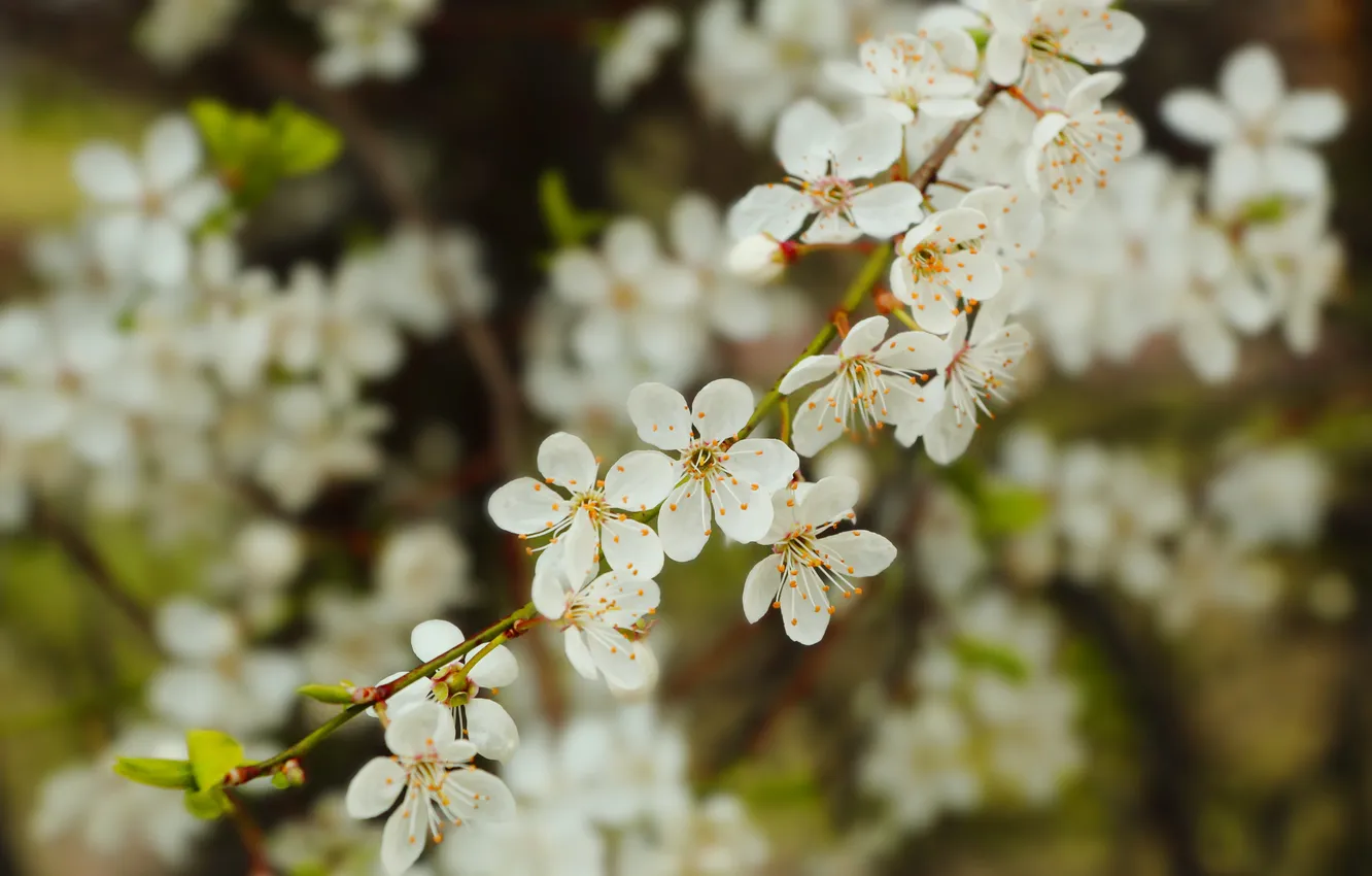 Photo wallpaper white, flower, spring, twigs, blooming