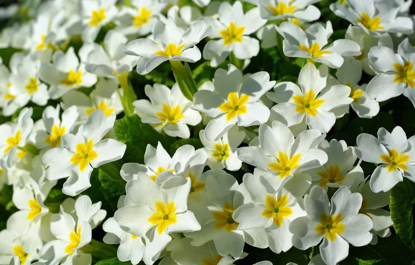 Photo wallpaper spring, flowers, Primula