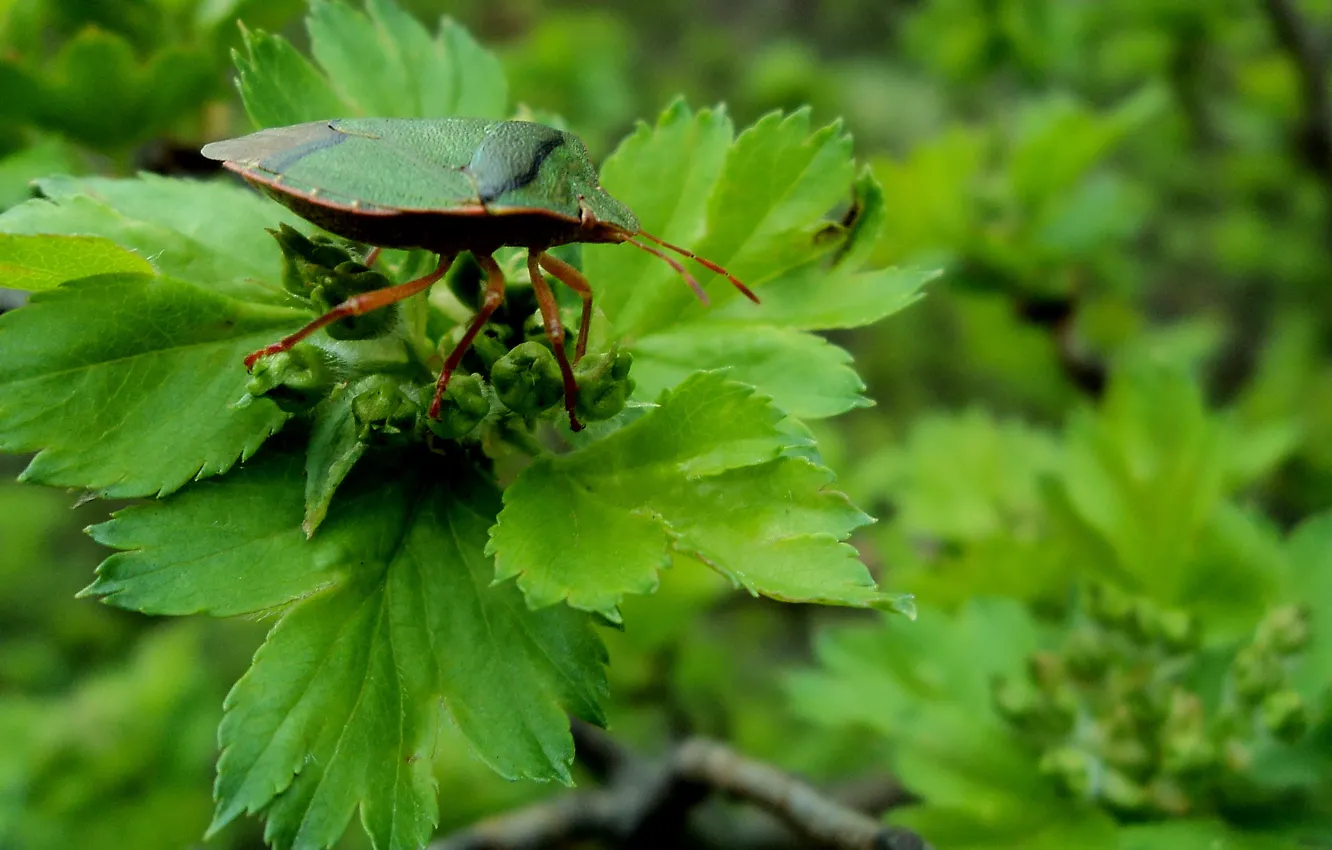 Photo wallpaper branches, beetle, Vesta