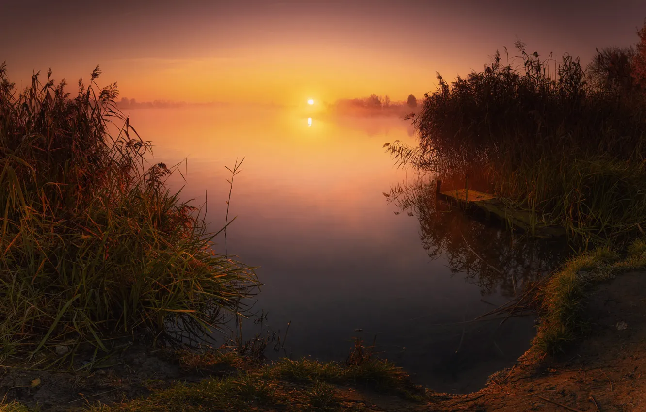 Photo wallpaper grass, sunset, fog, lake, dawn, thickets, shore, bridges
