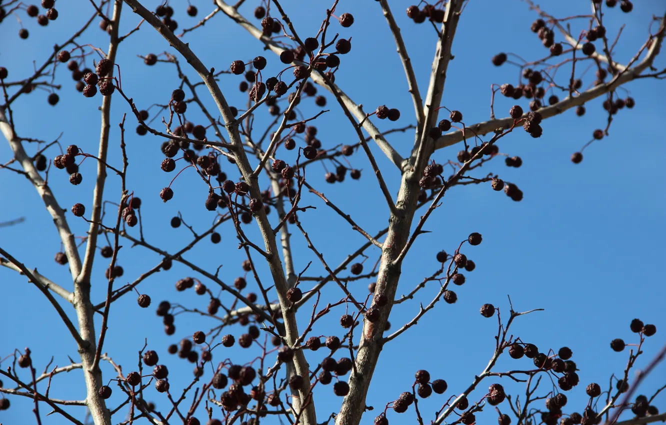 Photo wallpaper autumn, macro, branches, berries, blue sky, frozen berries
