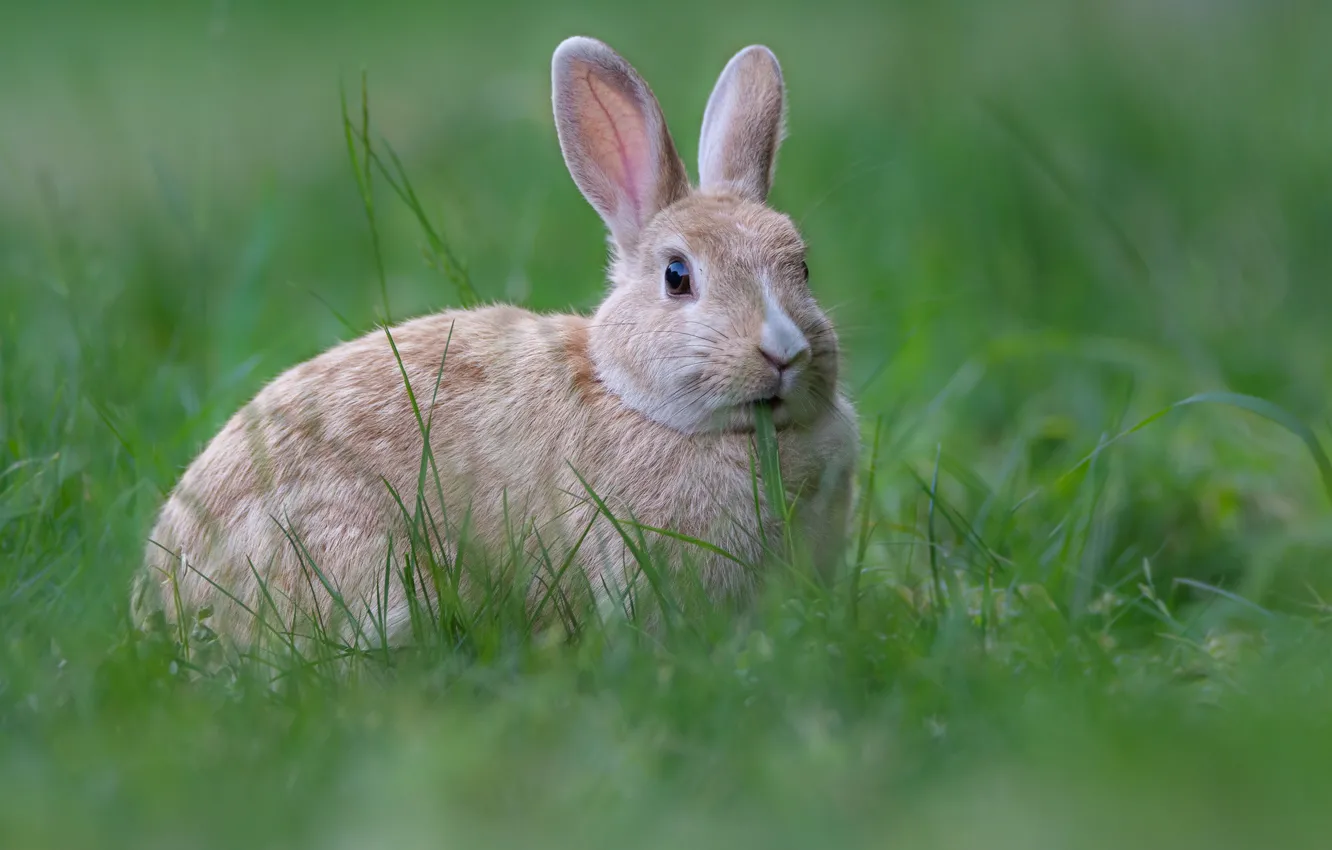 Photo wallpaper grass, glade, hare, rabbit