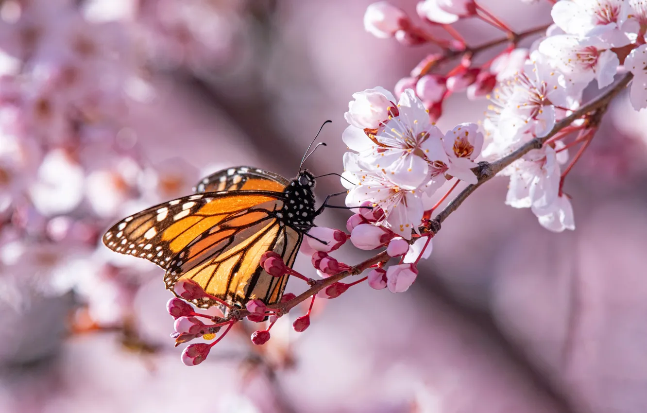 Photo wallpaper macro, flowers, branches, cherry, butterfly, spring, red, white
