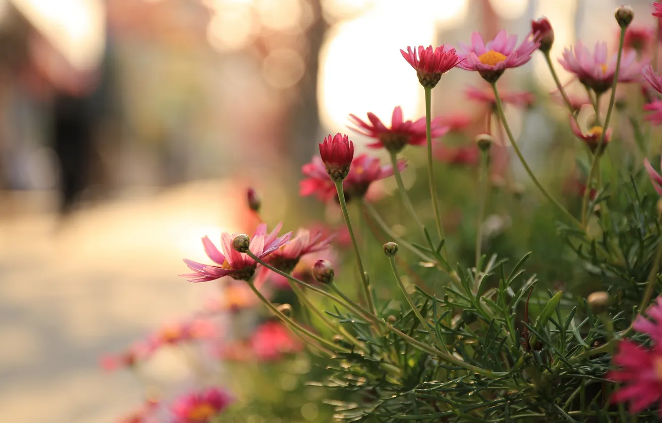 Photo wallpaper flowers, nature, background