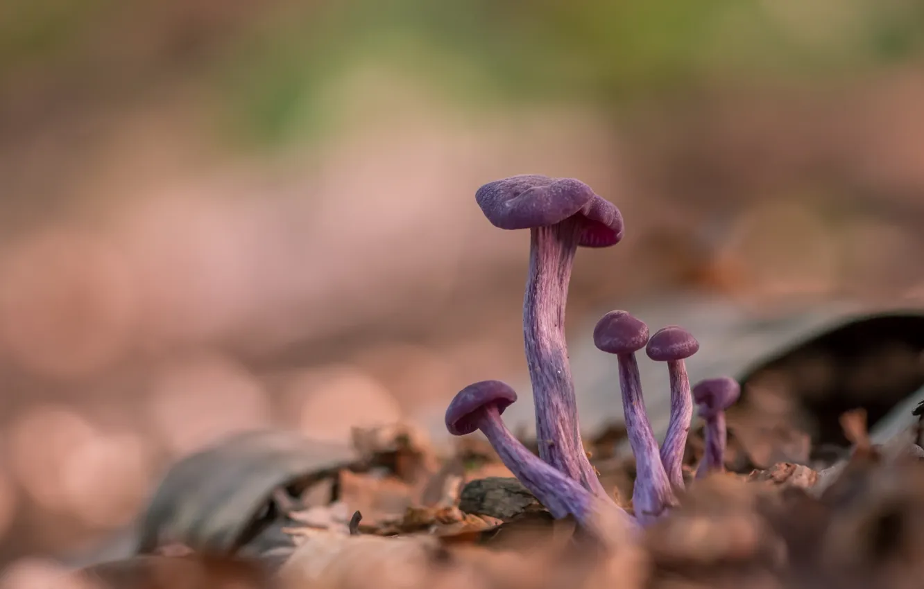 Photo wallpaper nature, background, mushrooms