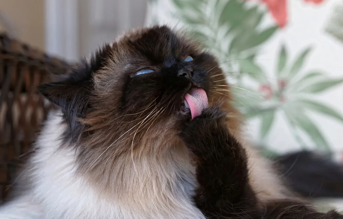 Photo wallpaper language, cat, legs, cleaning