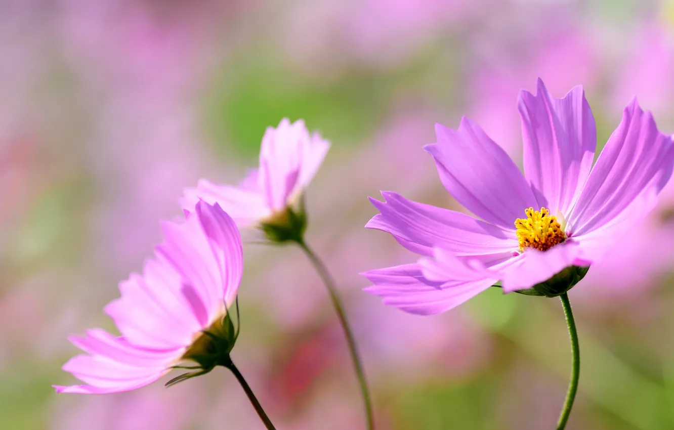 Photo wallpaper field, petals, stem, meadow, kosmeya